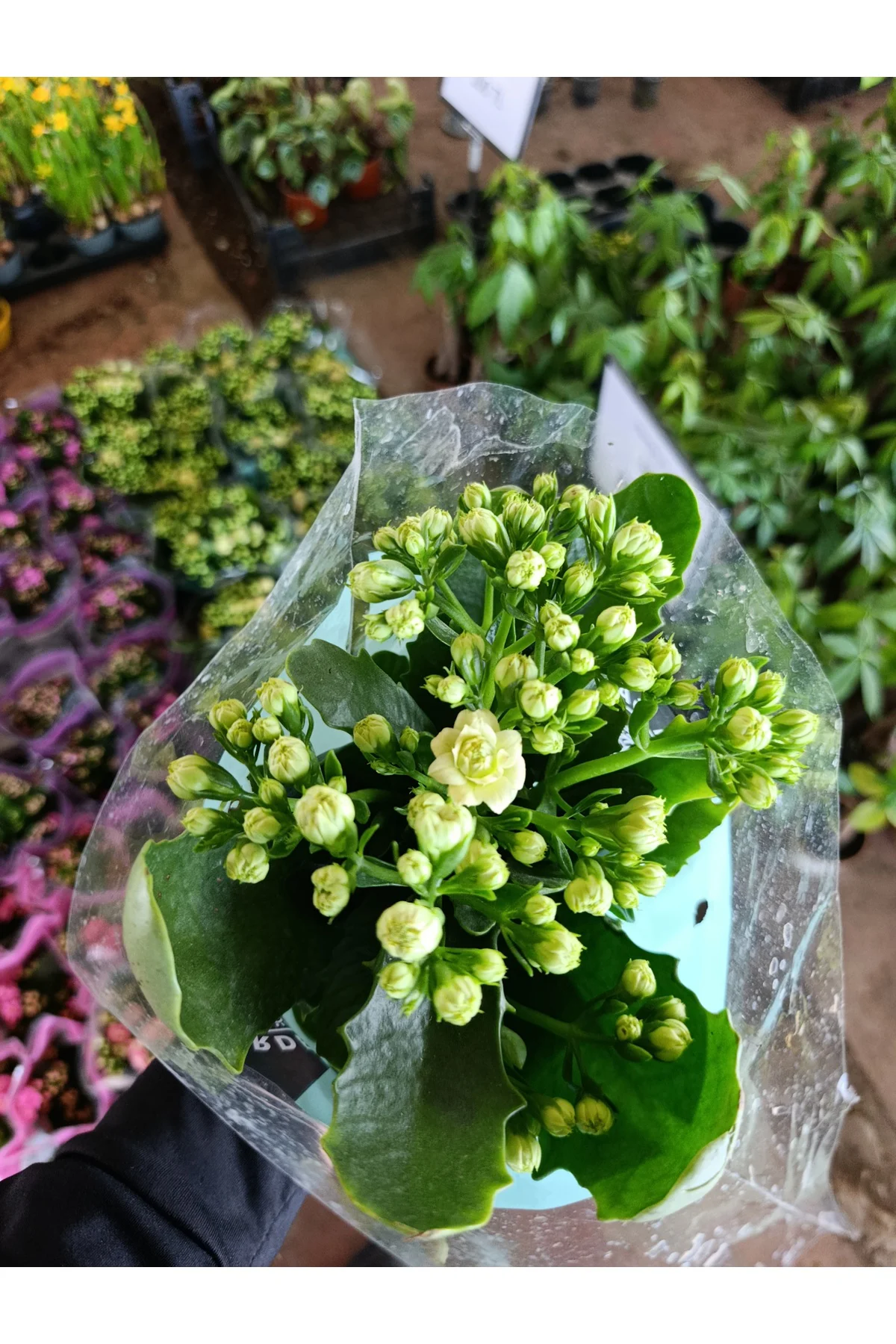Sarı Kalanchoe Canlı Çiçek - Dayanıklı Ev Bitkisi Sarı Kalanchoe Canlı Çiçek - Dayanıklı Ev Bitkisi