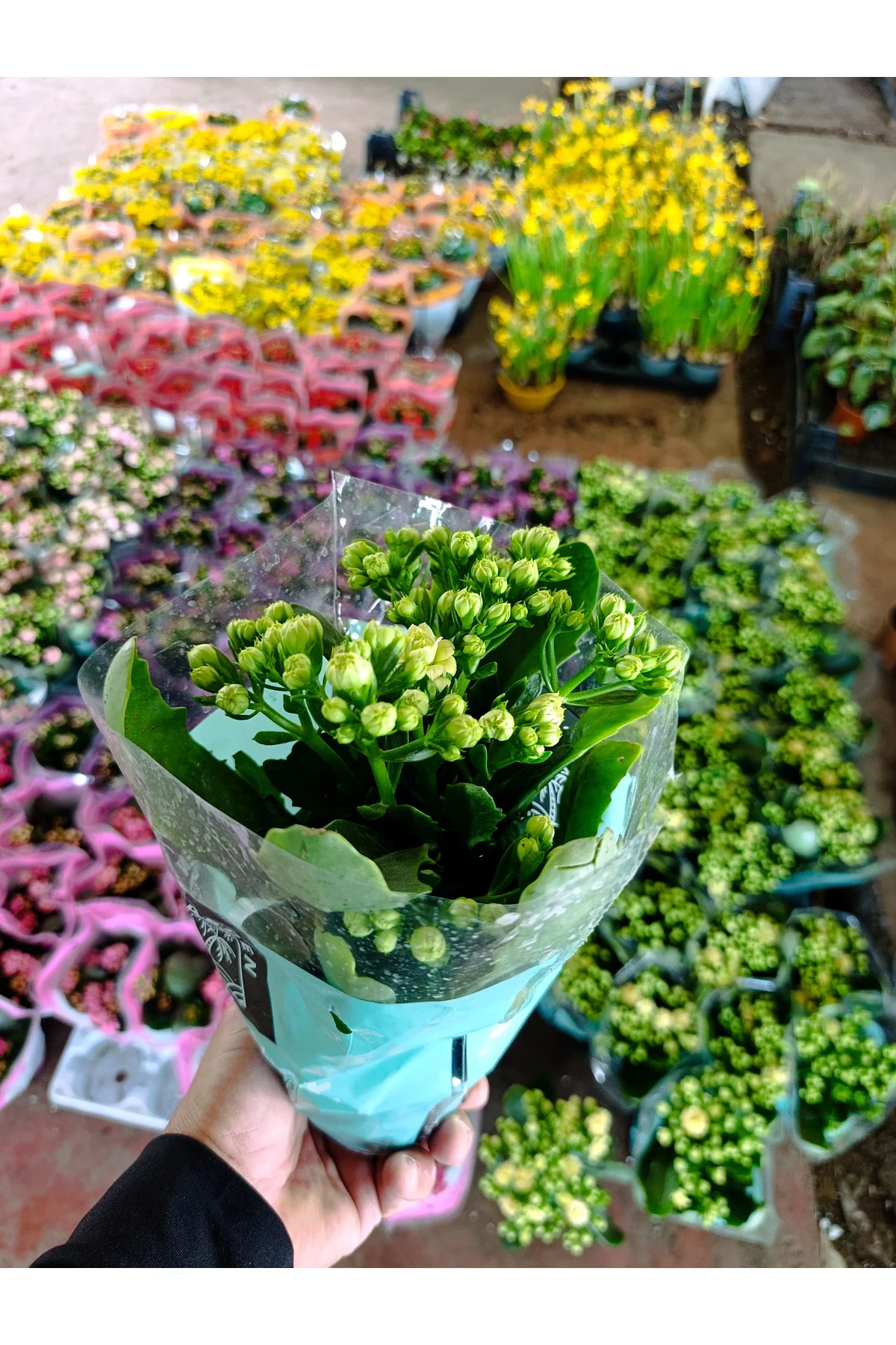 Sarı Kalanchoe Canlı Çiçek - Dayanıklı Ev Bitkisi Sarı Kalanchoe Canlı Çiçek - Dayanıklı Ev Bitkisi