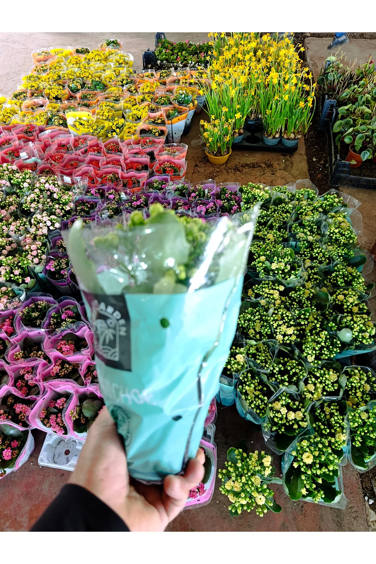 Sarı Kalanchoe Canlı Çiçek - Dayanıklı Ev Bitkisi Sarı Kalanchoe Canlı Çiçek - Dayanıklı Ev Bitkisi