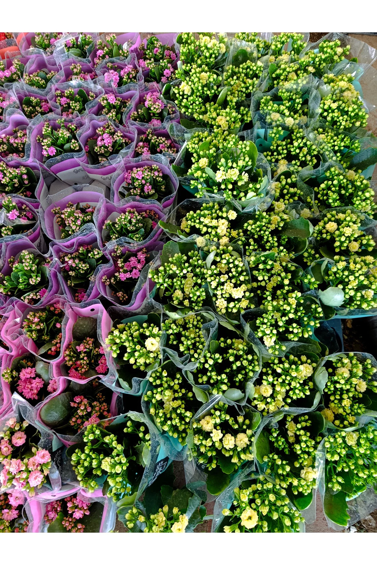 Sarı Kalanchoe Canlı Çiçek - Dayanıklı Ev Bitkisi Sarı Kalanchoe Canlı Çiçek - Dayanıklı Ev Bitkisi