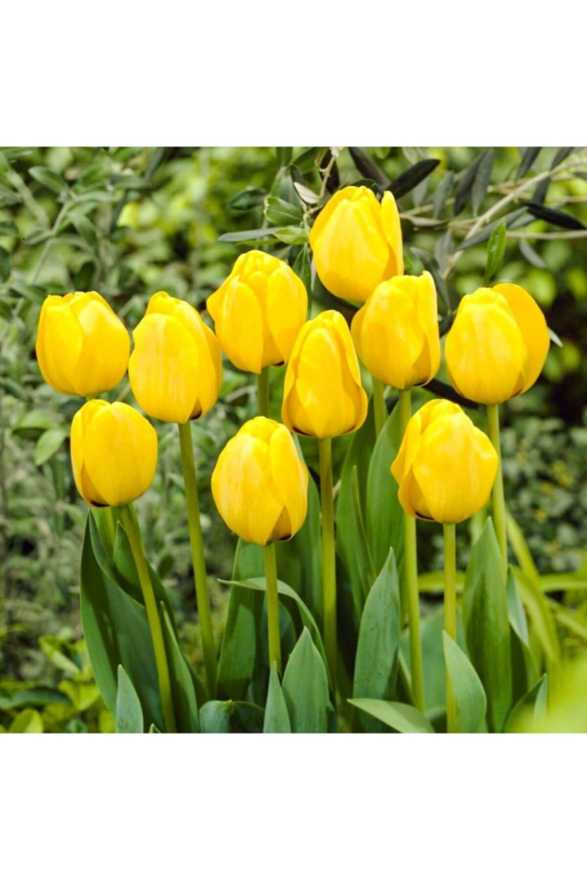 Sarı Lale Soğanı Fidesi