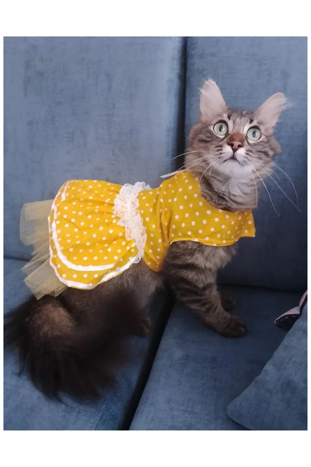 Sarı Puantiyeli Kurdeleli Kedi Köpek Kıyafeti Elbisesi