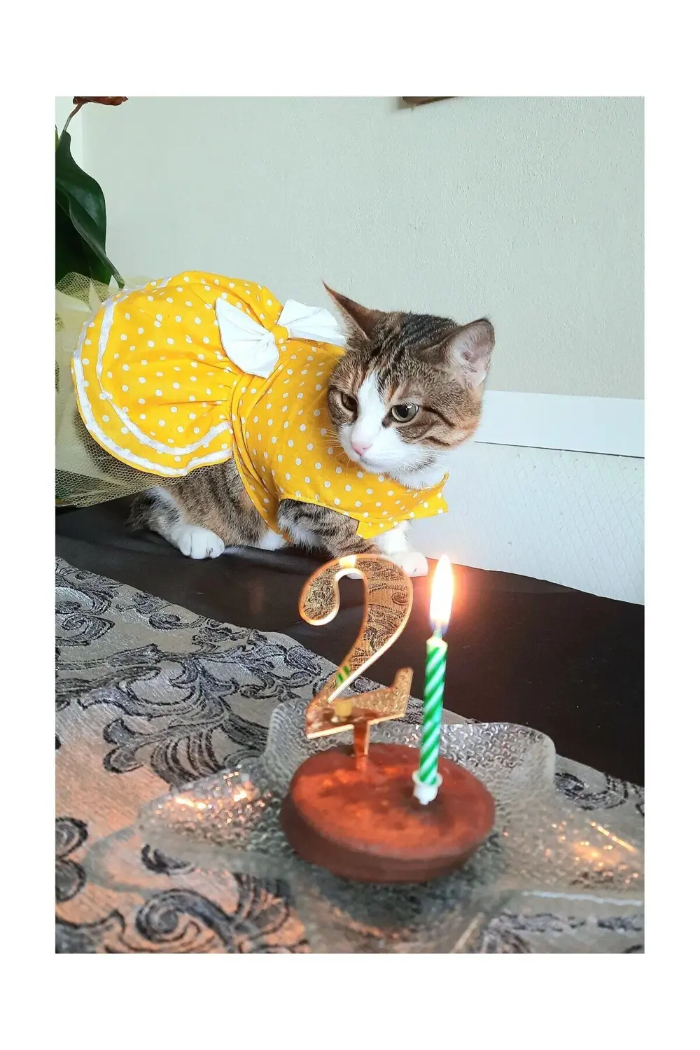 Sarı Puantiyeli Papyonlu Kedi Köpek Kıyafeti Elbisesi