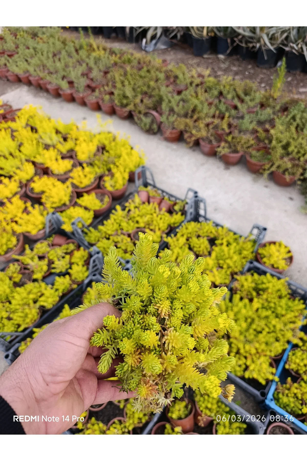 Sarı Sedum Lemon Ball - 10,5'lik Saksıda Canlı Sukulent - Neon Sa