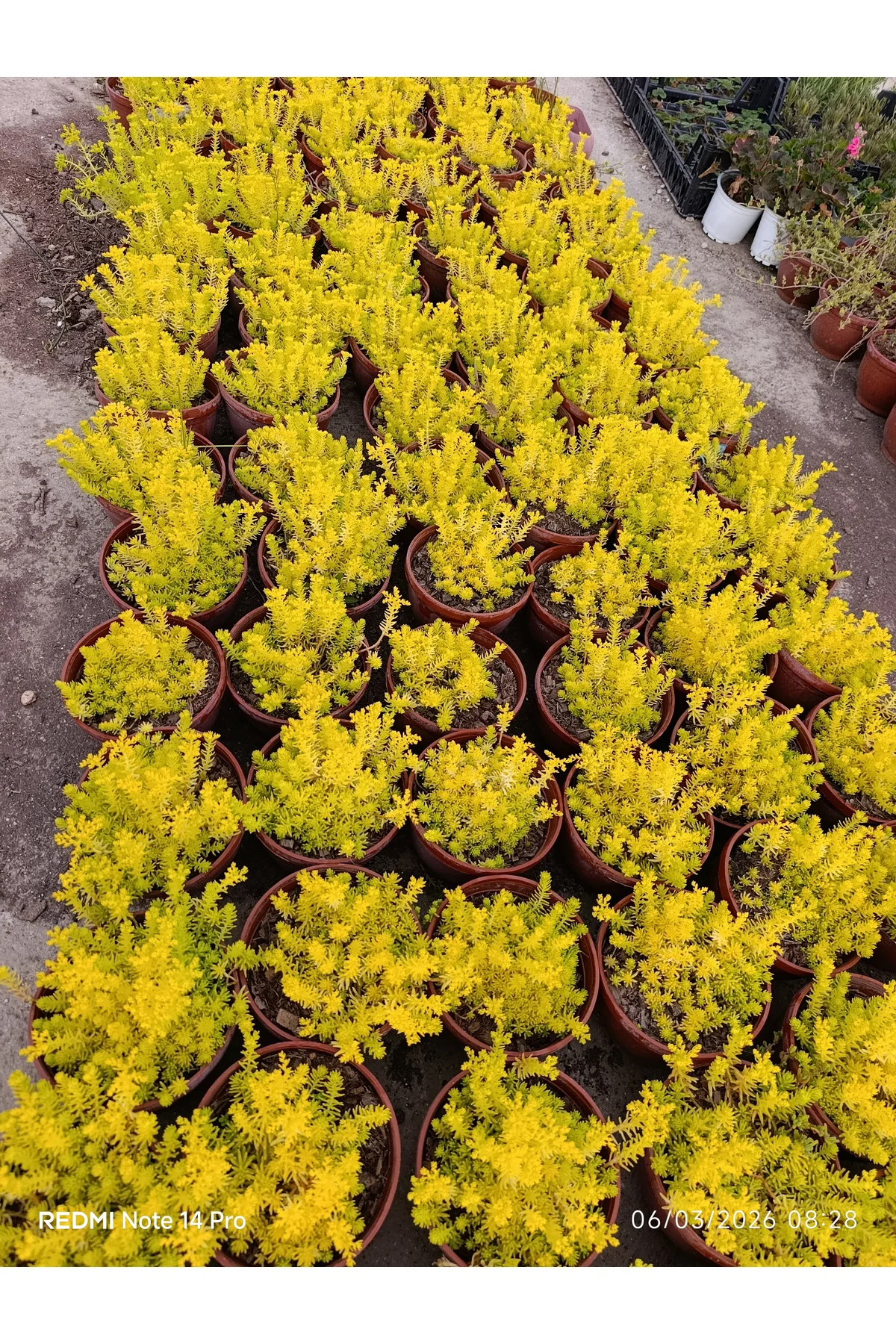 Sarı Sedum Lemon Ball - Neon Sarı Canlı Sukulent - Yayılıcı ve Da