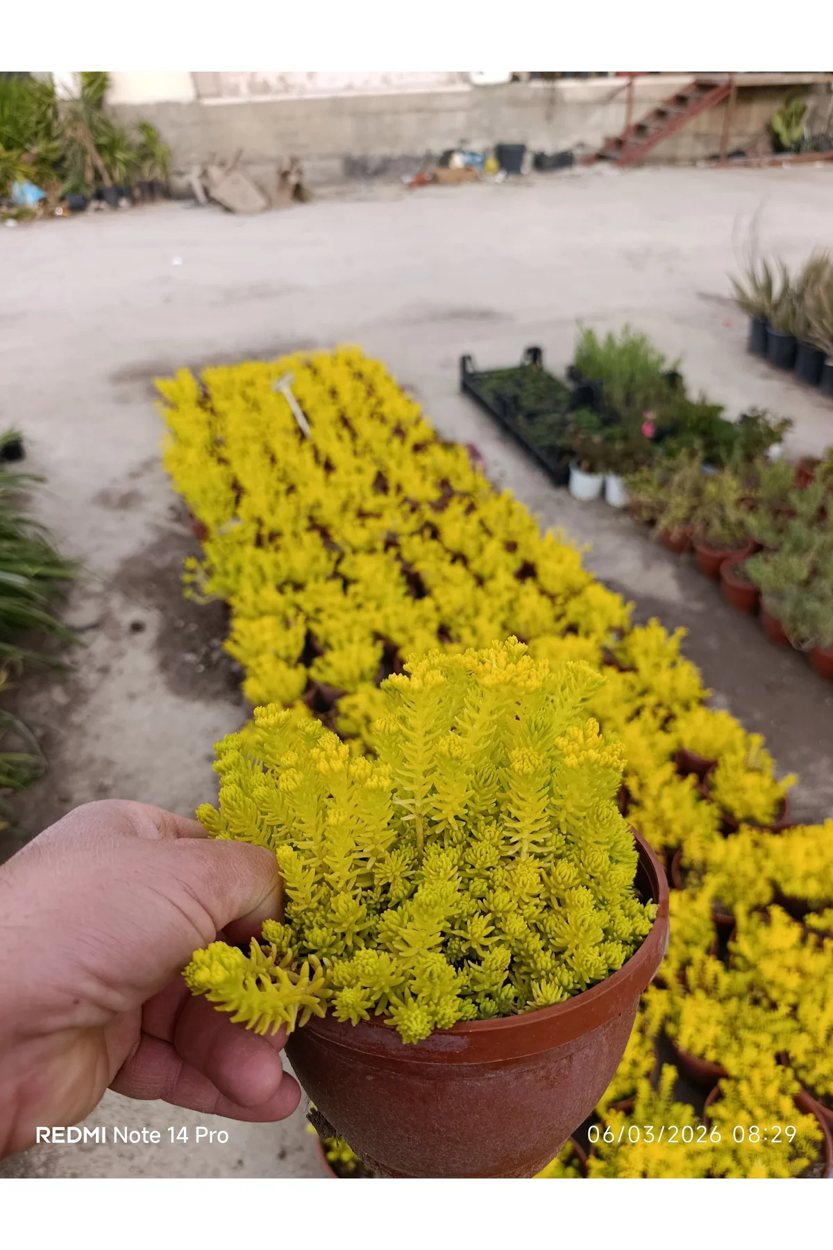 Sarı Sedum Lemon Ball - Neon Sarı Canlı Sukulent - Yayılıcı ve Da