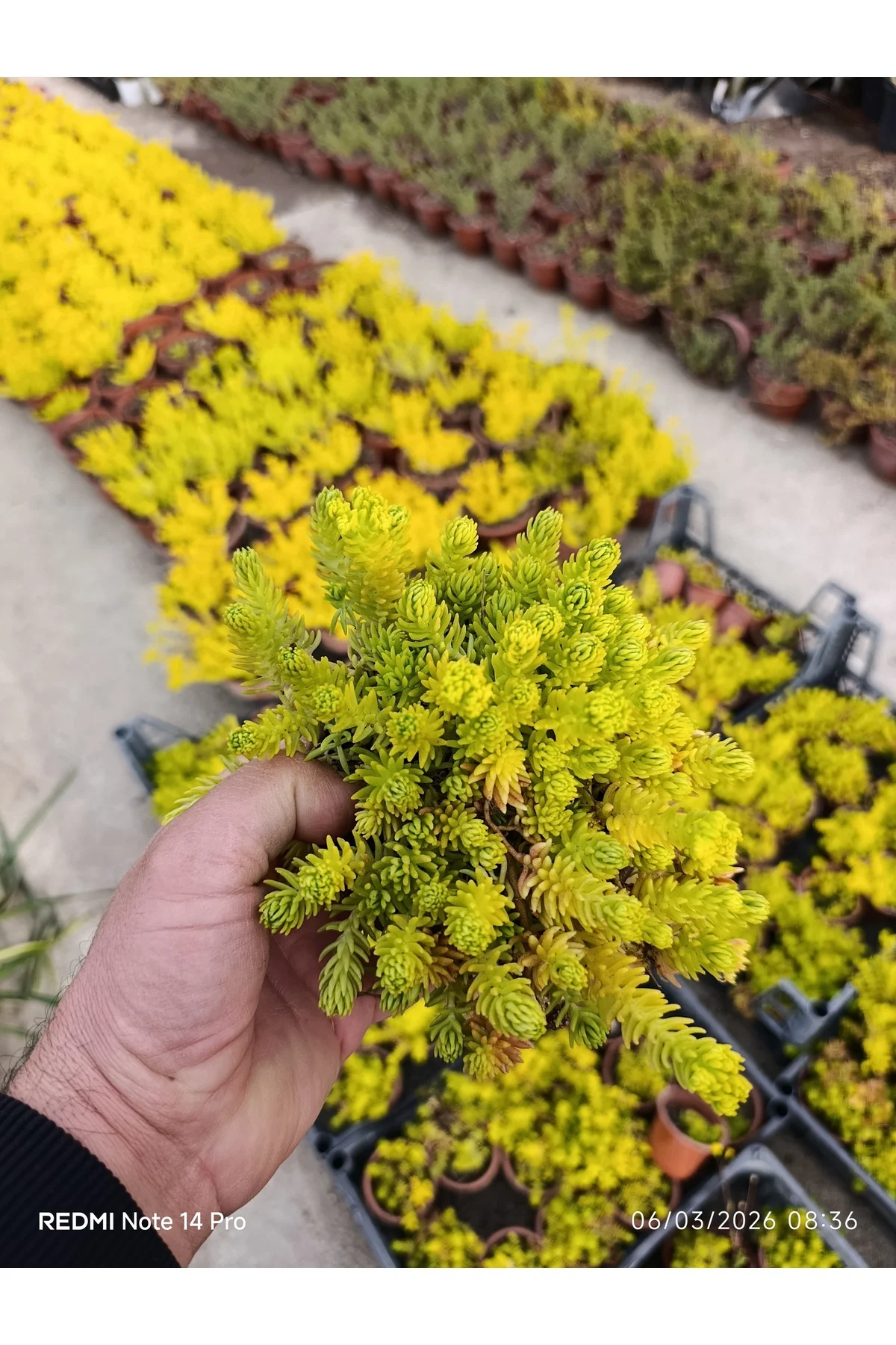 Sarı Sedum Lemon Ball - 10,5'lik Saksıda Canlı Sukulent - Neon Sa