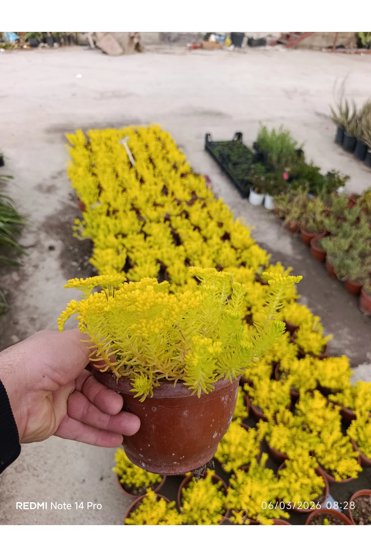 Sarı Sedum Lemon Ball - Neon Sarı Canlı Sukulent - Yayılıcı ve Da