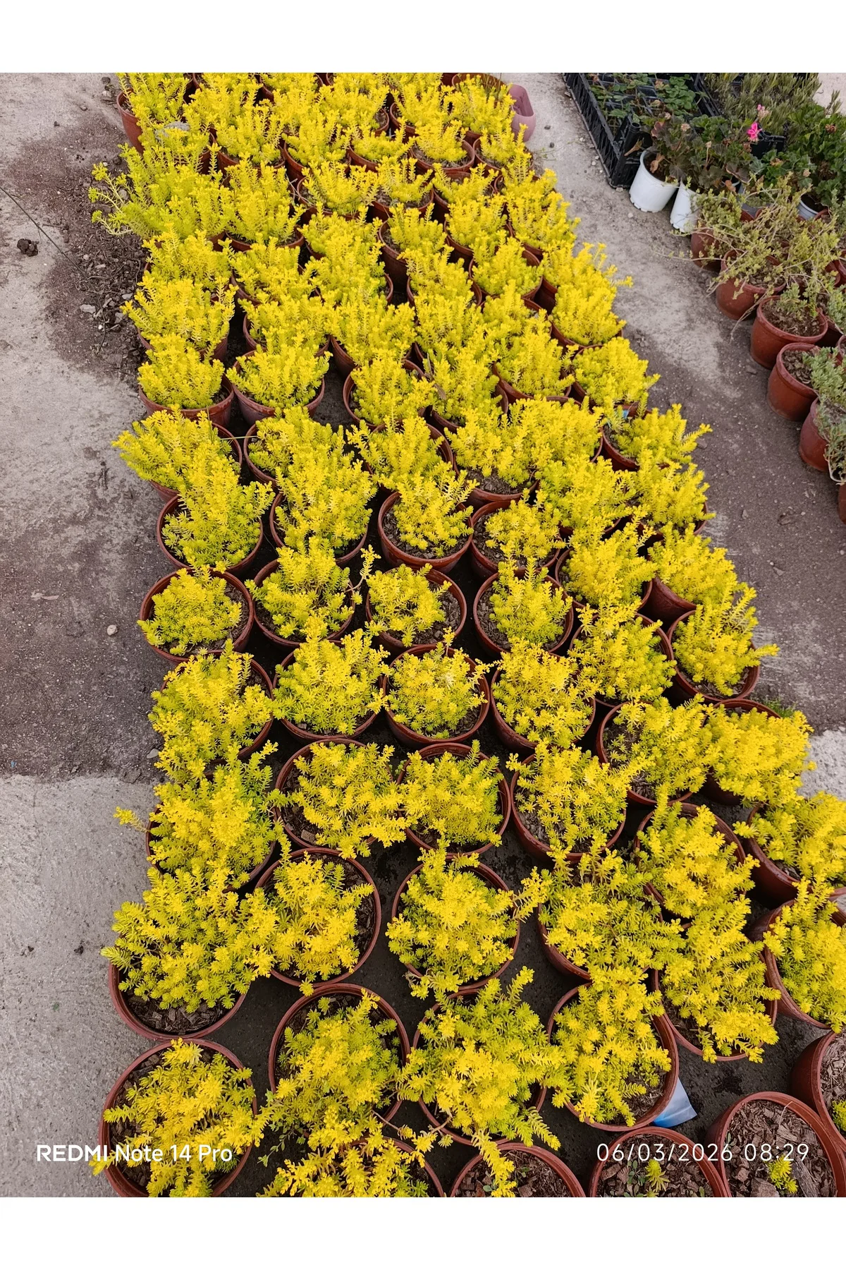 Sarı Sedum Lemon Ball - Neon Sarı Canlı Sukulent - Yayılıcı ve Da