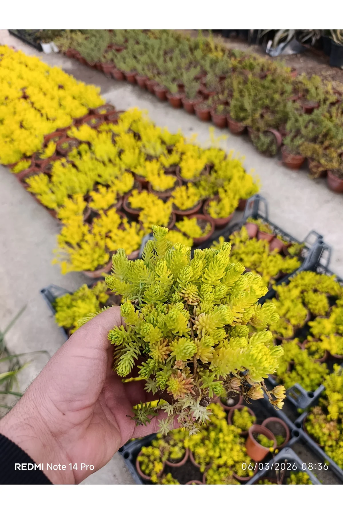 Sarı Sedum Lemon Ball - 10,5'lik Saksıda Canlı Sukulent - Neon Sa