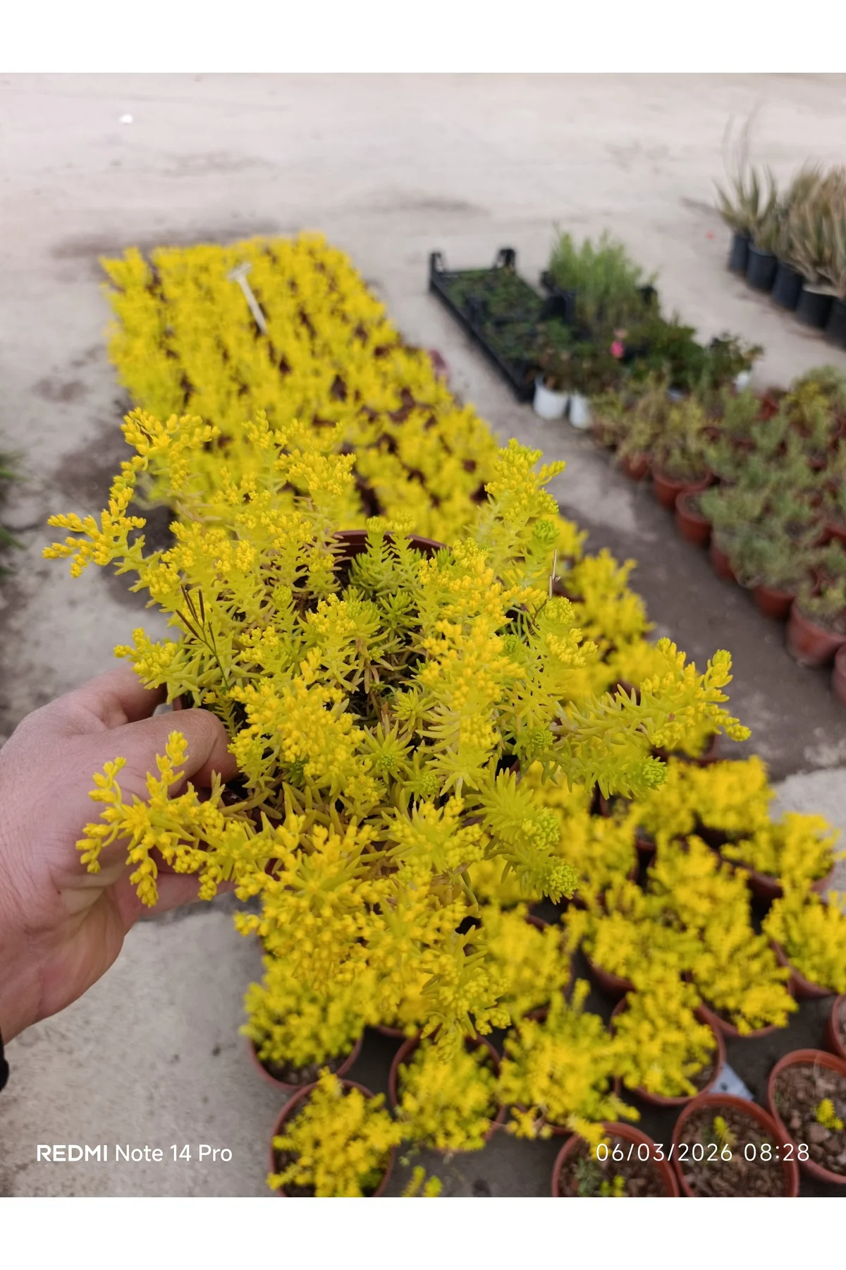 Sarı Sedum Lemon Ball - Neon Sarı Canlı Sukulent - Yayılıcı ve Da