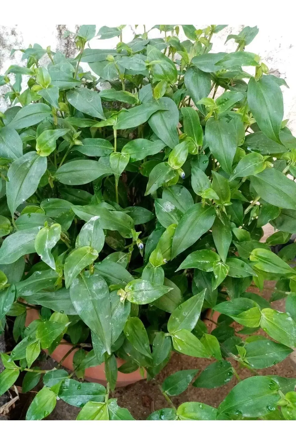 Sarmaşık Akşam Sefası Çiçeği Fidesi Tüplü 15 30 cm