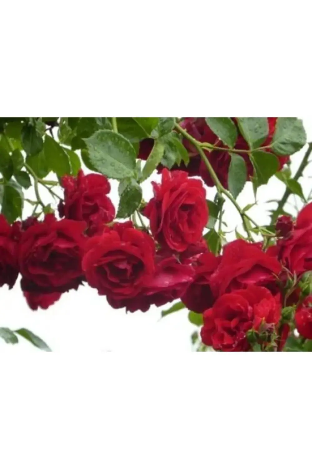 Sarmaşık Çardak Gülü Kırmızı 120 Cm