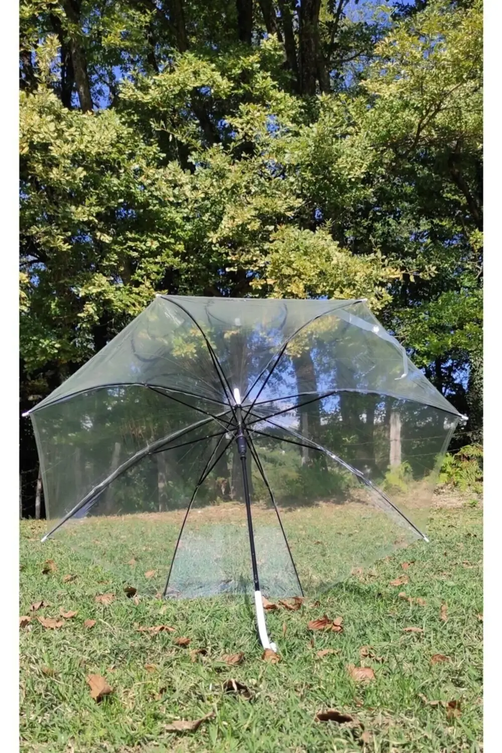 Şeffaf Baston Şemsiye
