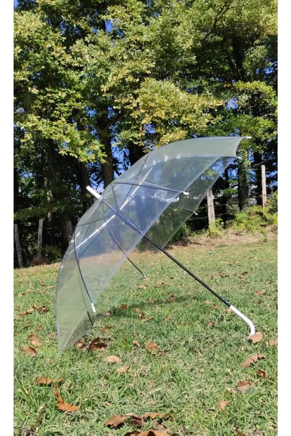 Şeffaf Baston Şemsiye