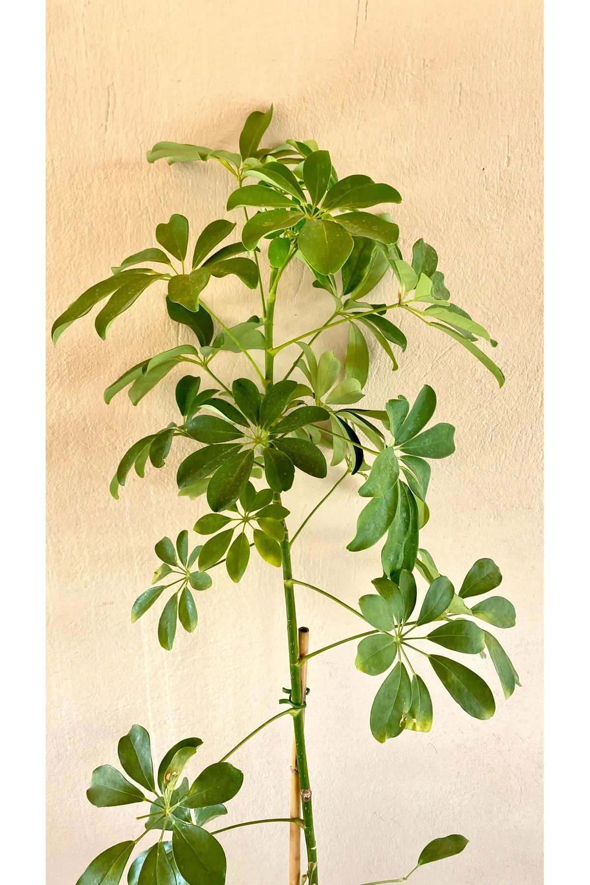 Şeflera Bitkisi 100-110 Cm Schefflera Bitkisi 5 Parmak Bitkisi Ev Bitkisi Ofis Bitkisi Tek Kök.