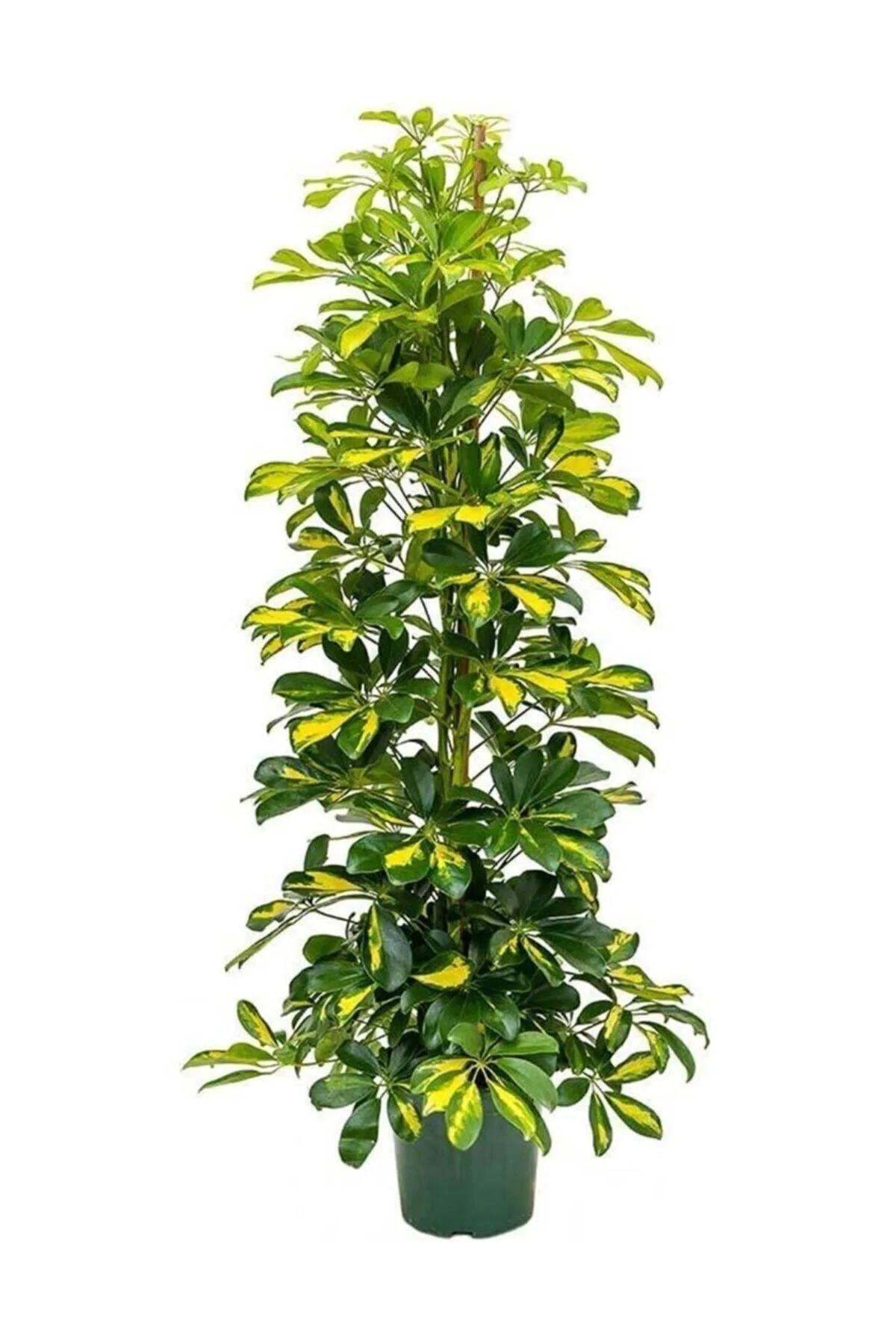 Şeflera Bitkisi 100-110 Cm Schefflera Bitkisi 5 Parmak Bitkisi Ev Bitkisi Ofis Bitkisi Tek Kök.