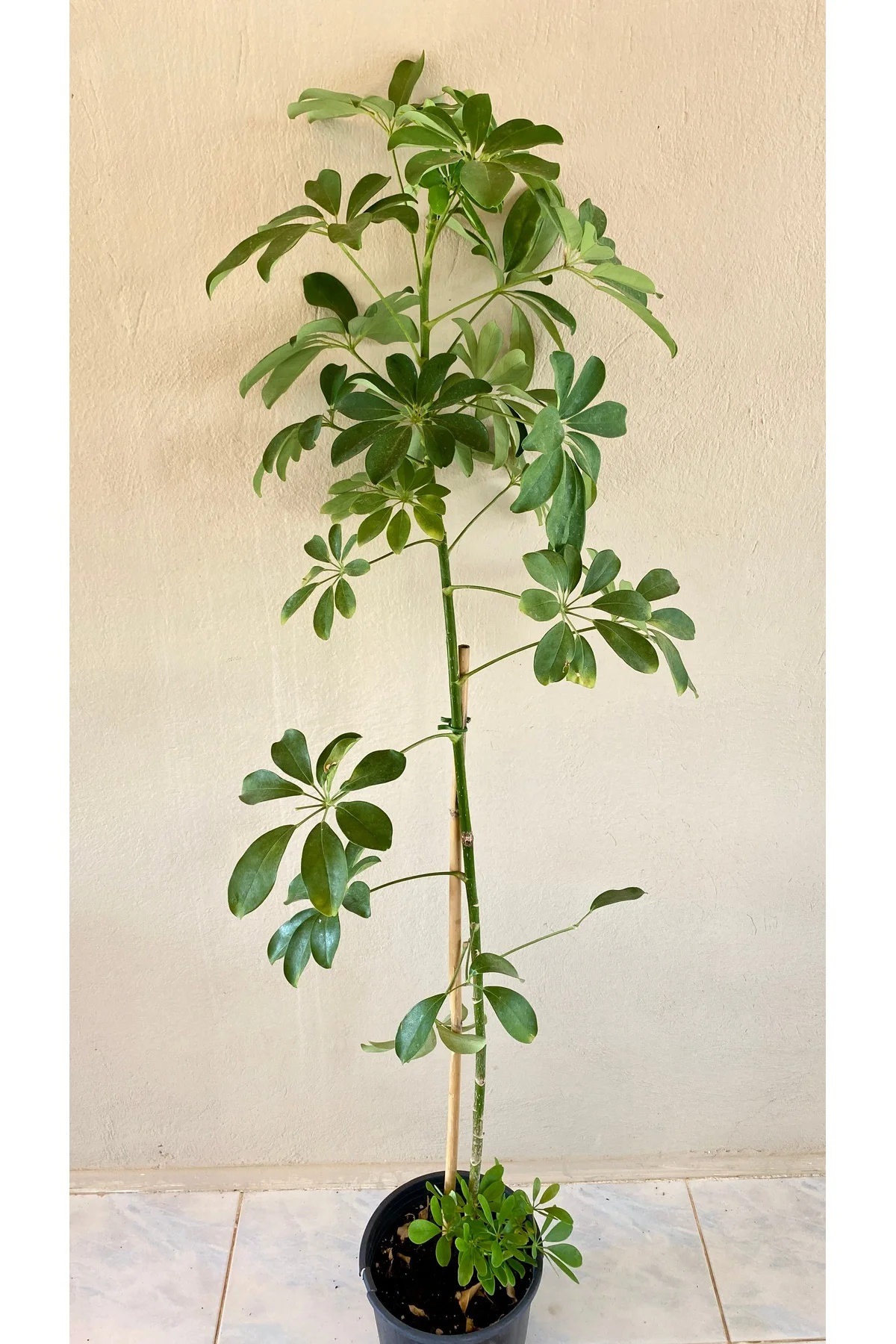 Şeflera Bitkisi 100-110 Cm Schefflera Bitkisi 5 Parmak Bitkisi Ev Bitkisi Ofis Bitkisi Tek Kök.