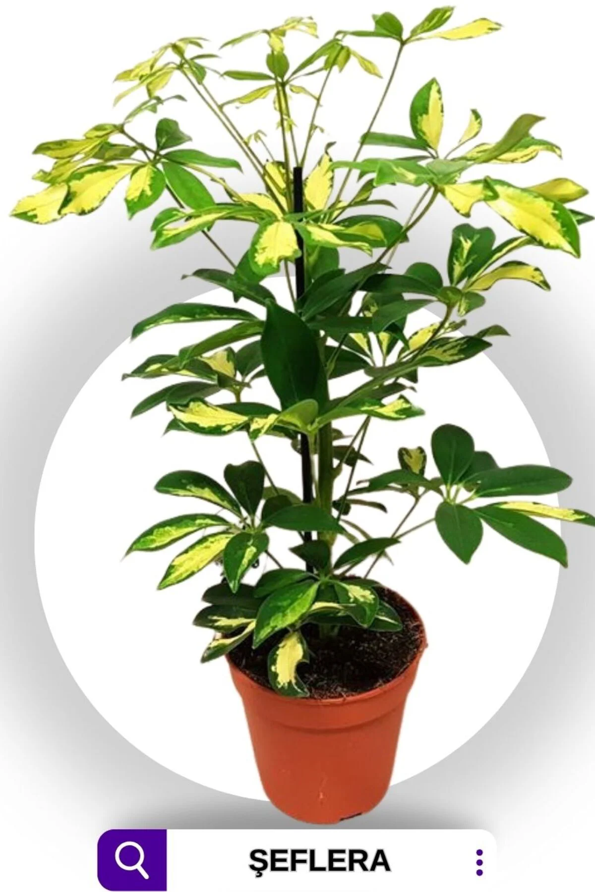 Şeflera Bitkisi 60-70 Cm Özel Kutulu Schefflera Bitkisi 5 Parmak 