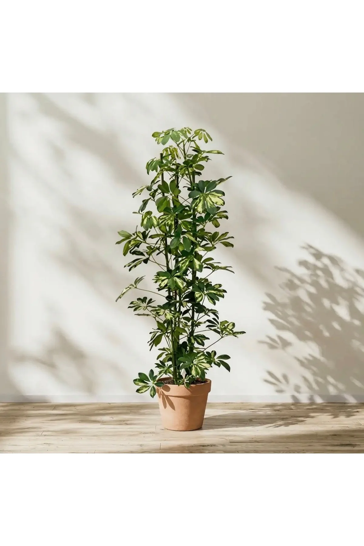 Şeflera Bitkisi 60-70 Cm Özel Kutulu Schefflera Bitkisi 5 Parmak 