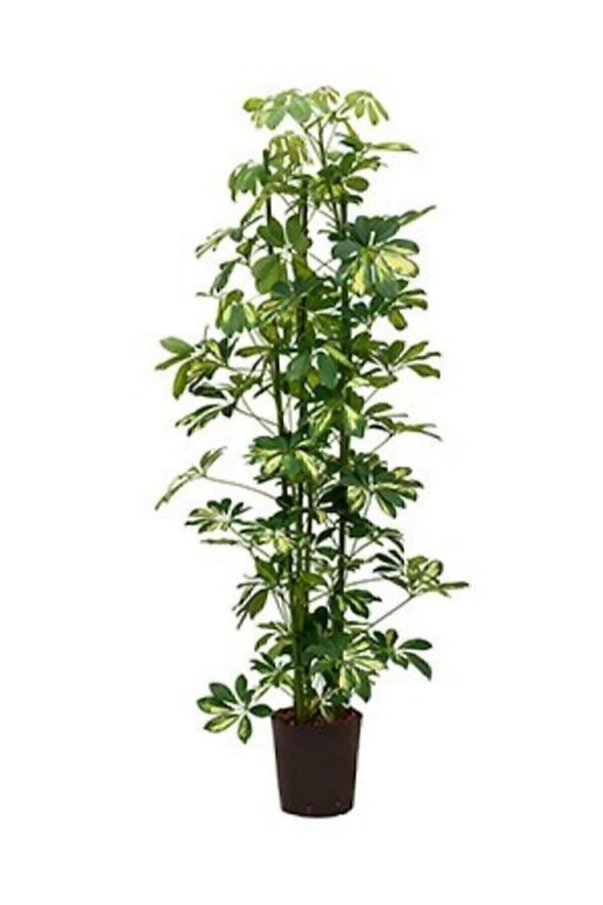Şeflera Bitkisi 60-70 Cm Özel Kutulu Schefflera Bitkisi 5 Parmak 