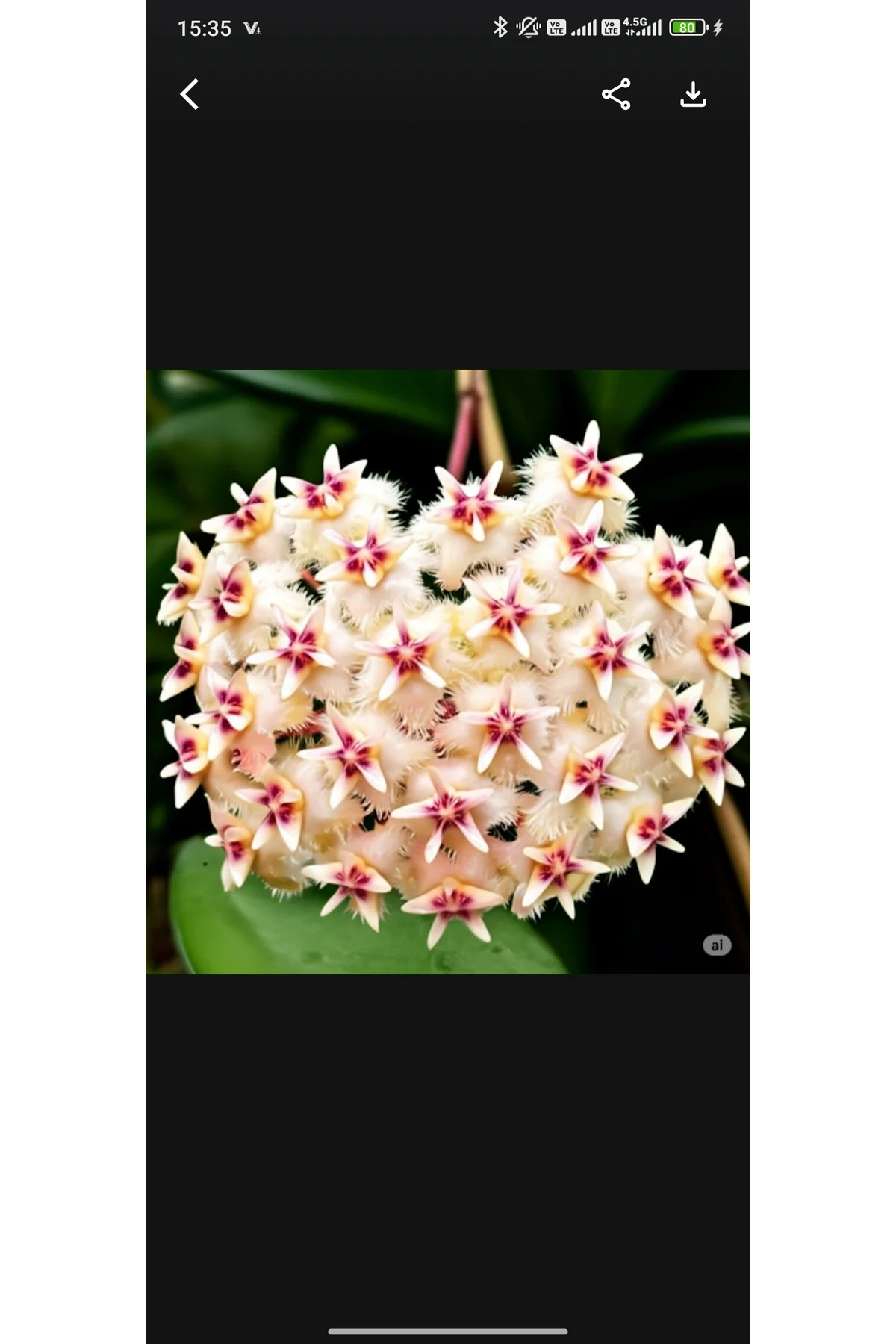 Şeftali Pembesi Yıldız Mum Çiçeği - Hoya Pubicalyx 'Pink Silver'