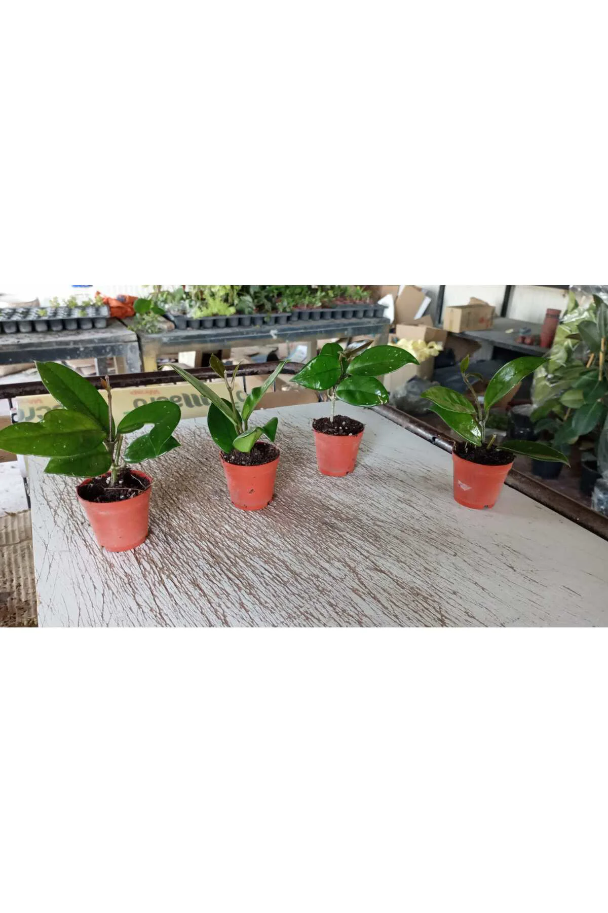 Şeftali Pembesi Yıldız Mum Çiçeği - Hoya Pubicalyx 'Pink Silver'