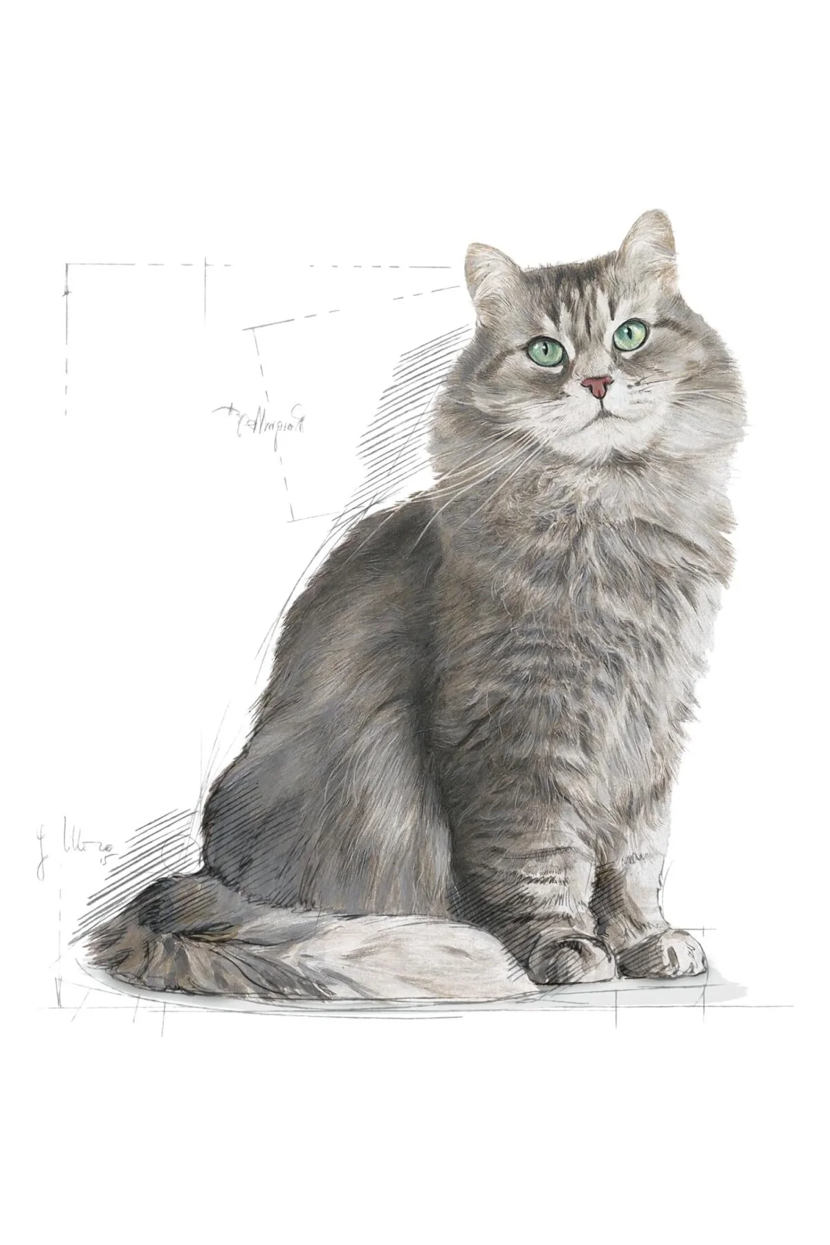 Sensible 33 Kedi Maması, 15 Kg