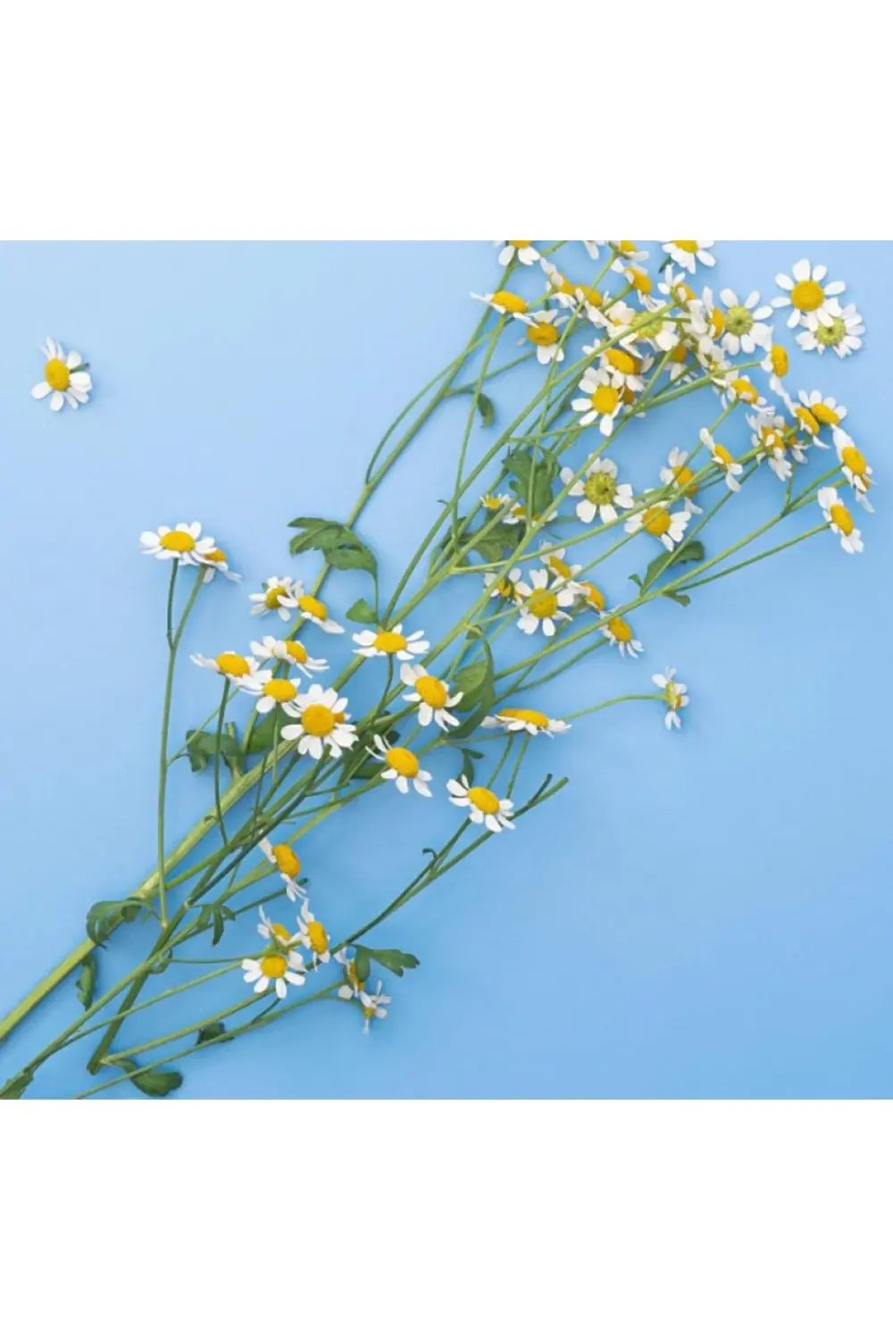 Sensitive Bebek Saç ve Vücut Şampuanı 400ml