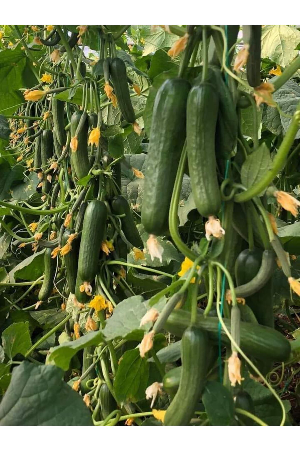 Sera Salatalık Tohumu 2000 Adet