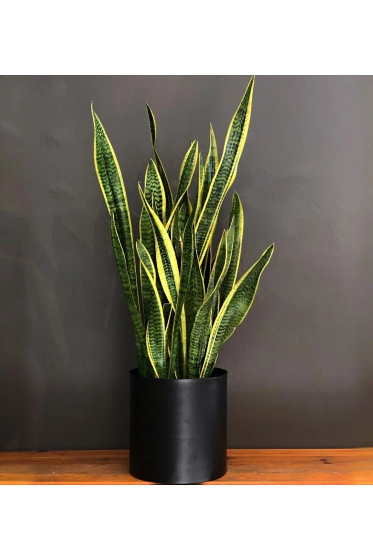 Seramik Saksılı Çok Köklü Paşa Kılıcı Sansevieria