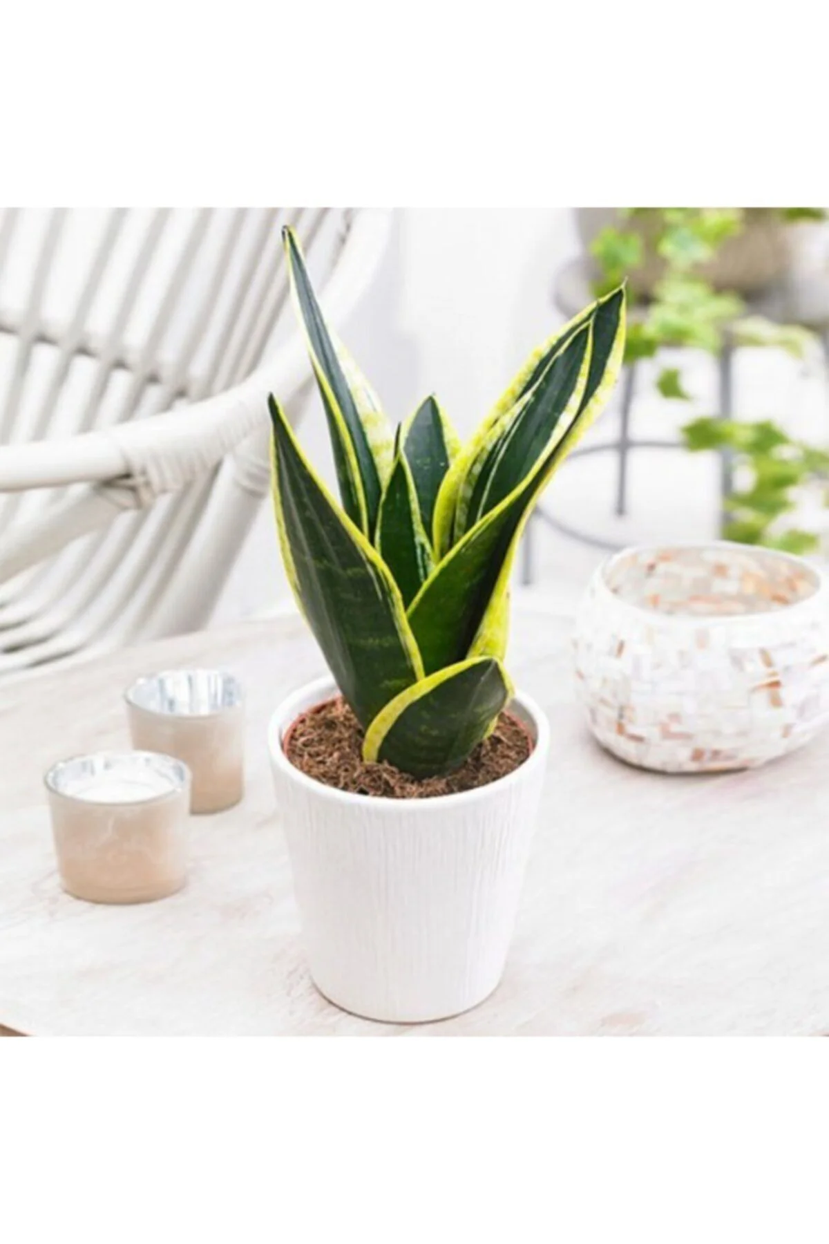 Seramik Saksılı Paşa Kılıcı Sansevieria