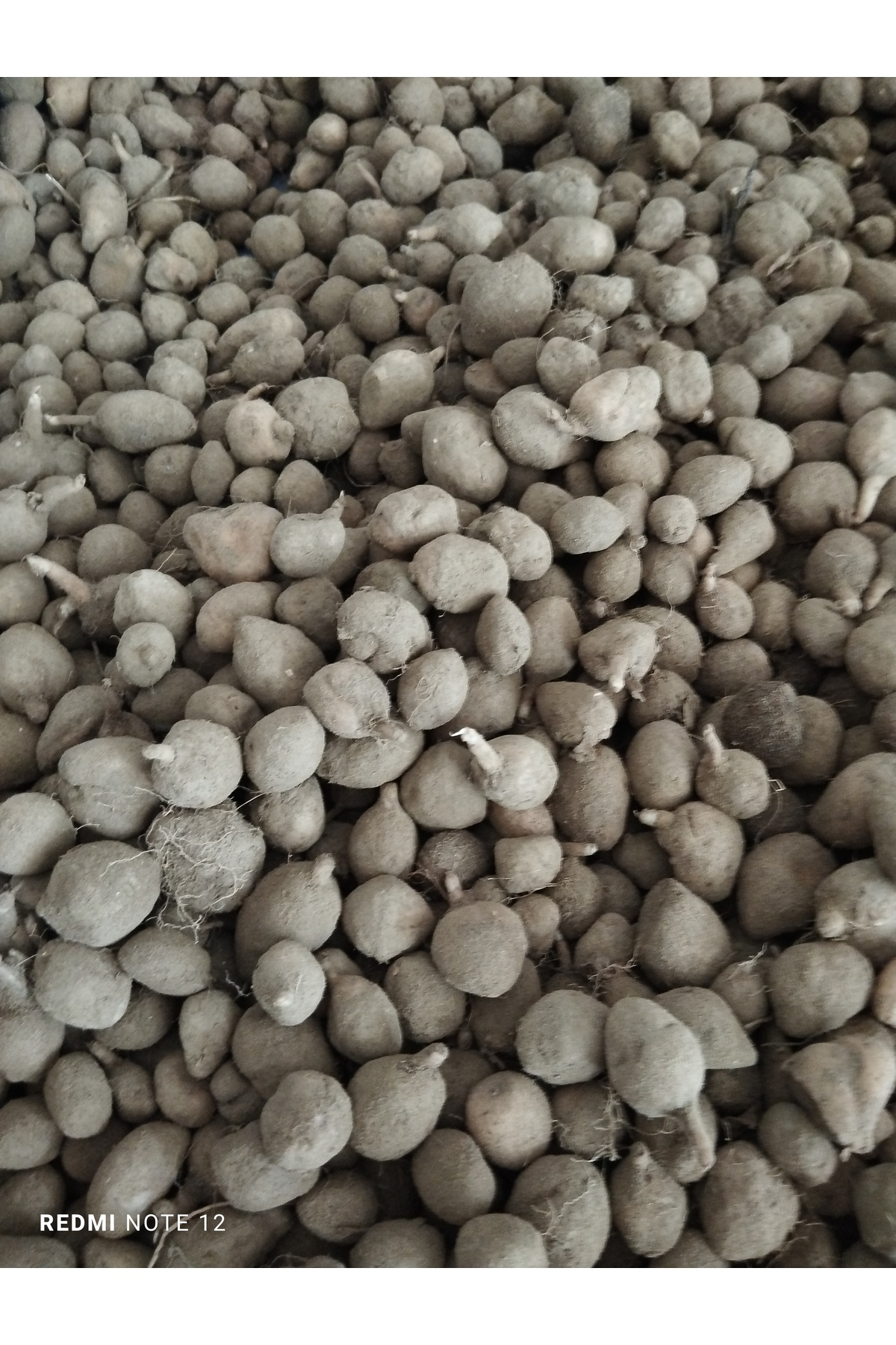 Hınzır Serapiyes Fidesi 350 Adet