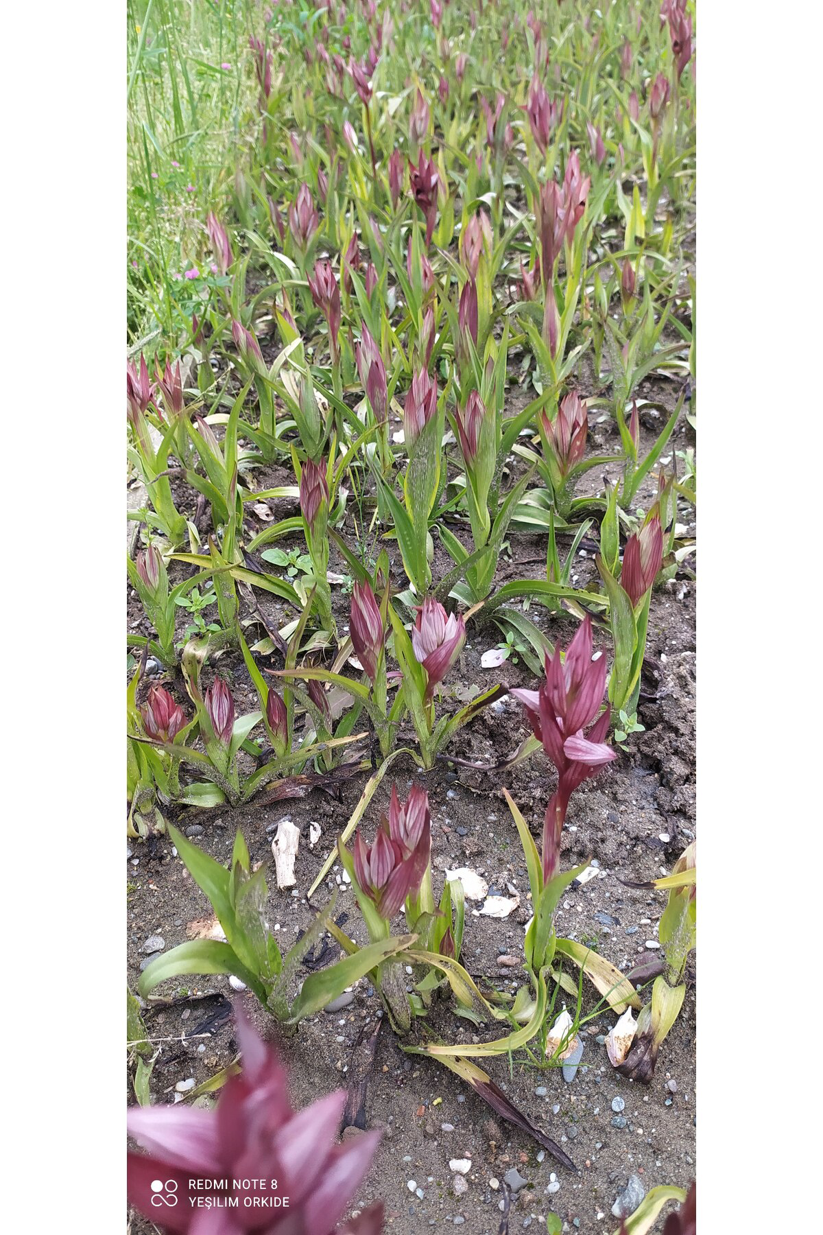 Hınzır Serapiyes Fidesi 350 Adet