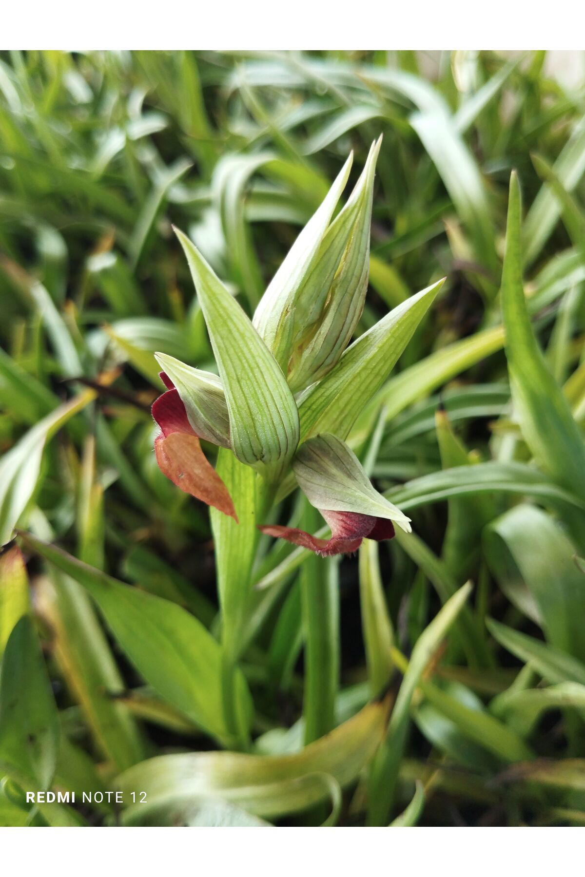 Hınzır Serapiyes Fidesi 350 Adet