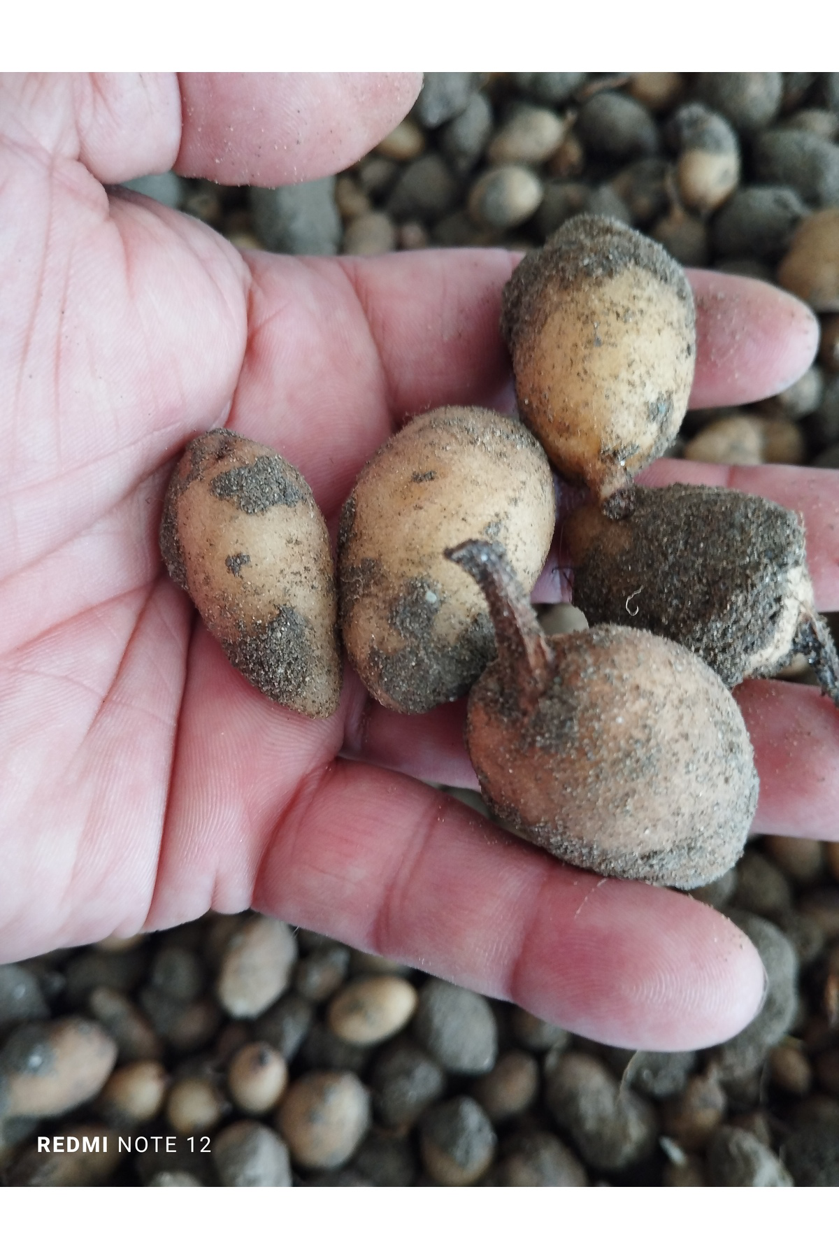 Hınzır Serapiyes Fidesi 350 Adet