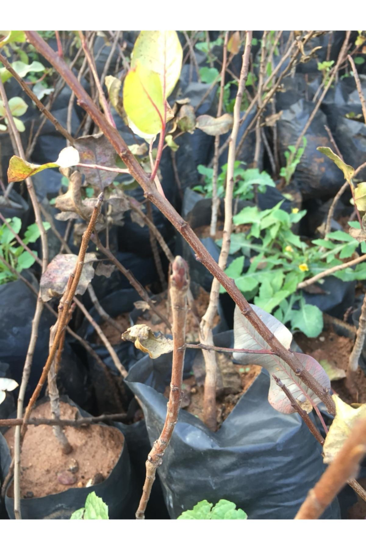 Siirt Fıstık Fidanı 1 Adet