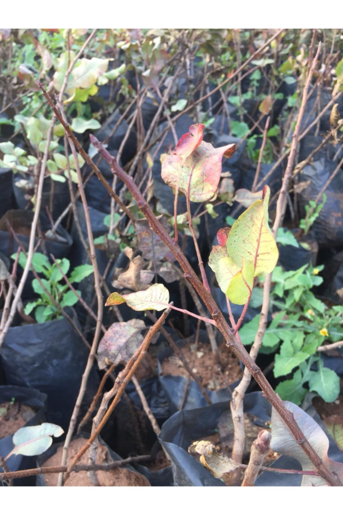 Siirt Fıstık Fidanı 1 Adet