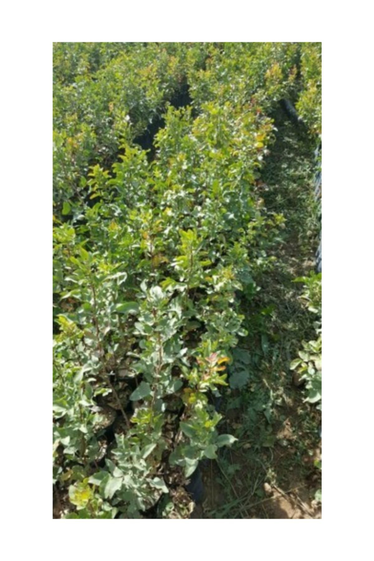 Siirt Fıstık Fidanı 1 Adet