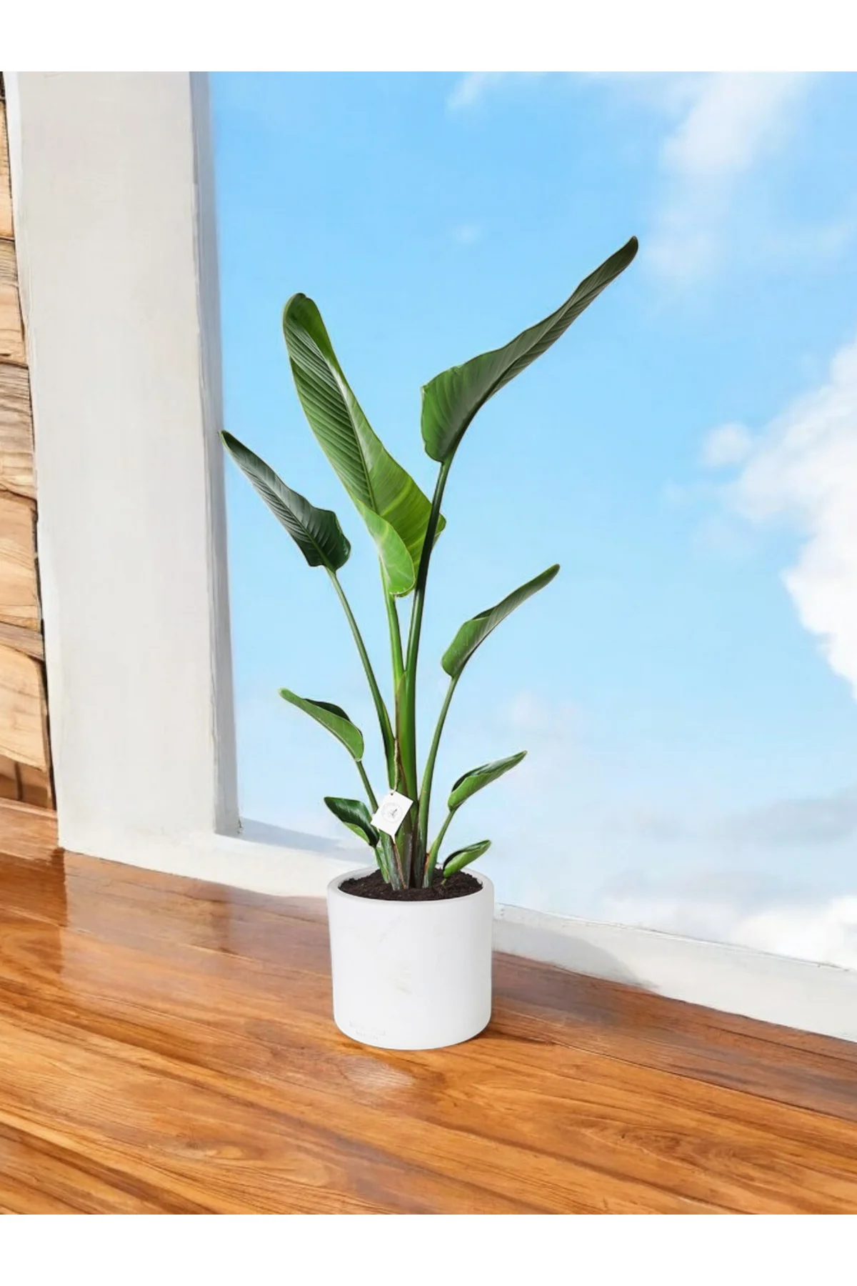 Şık Saksıda Strelitzia (Starliçe Cennet Kuşu Çiçeği) 130-150cm no