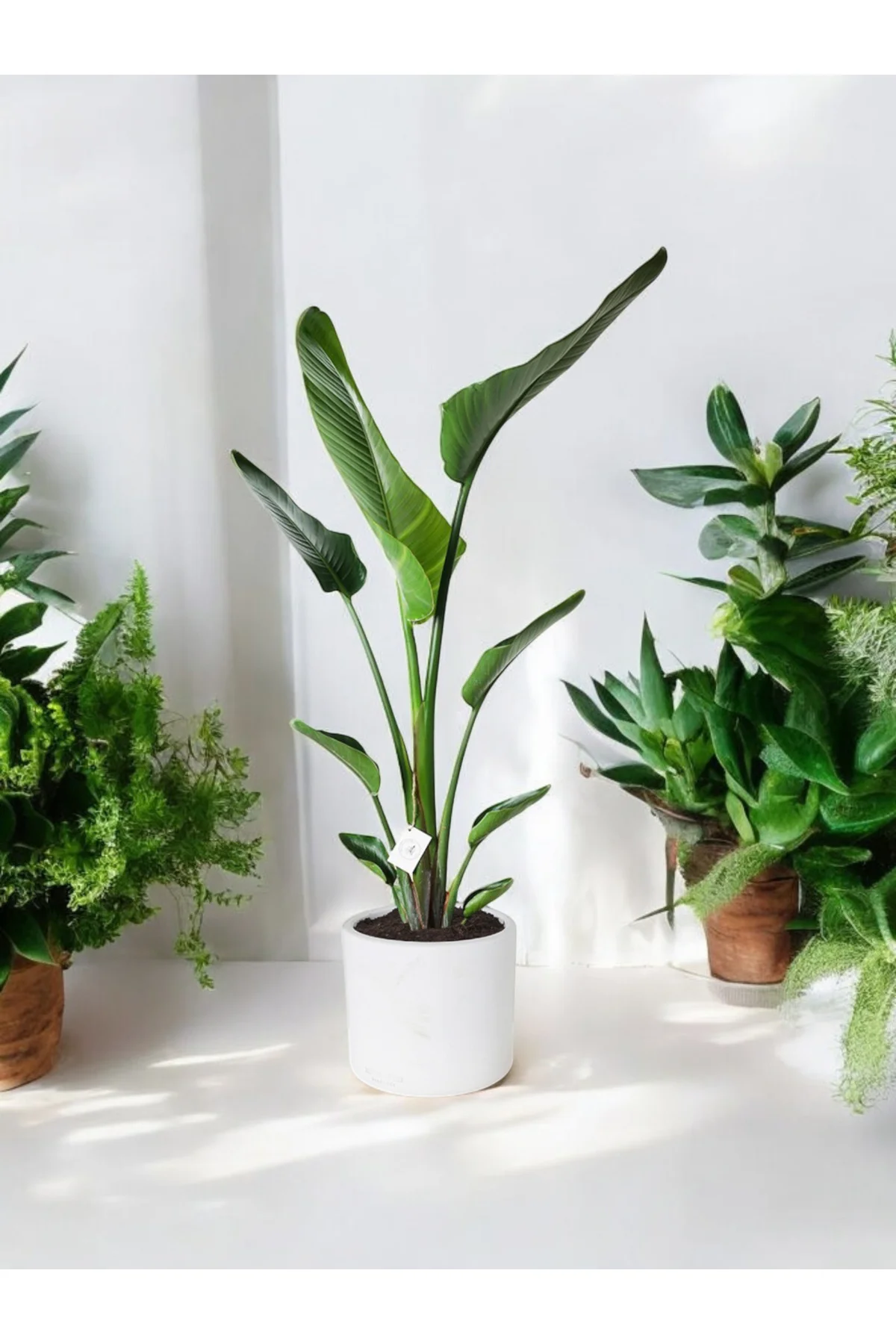 Şık Saksıda Strelitzia (Starliçe Cennet Kuşu Çiçeği) 130-150cm no