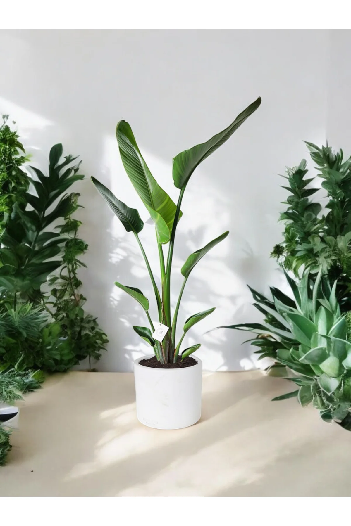 Şık Saksıda Strelitzia (Starliçe Cennet Kuşu Çiçeği) 130-150cm no