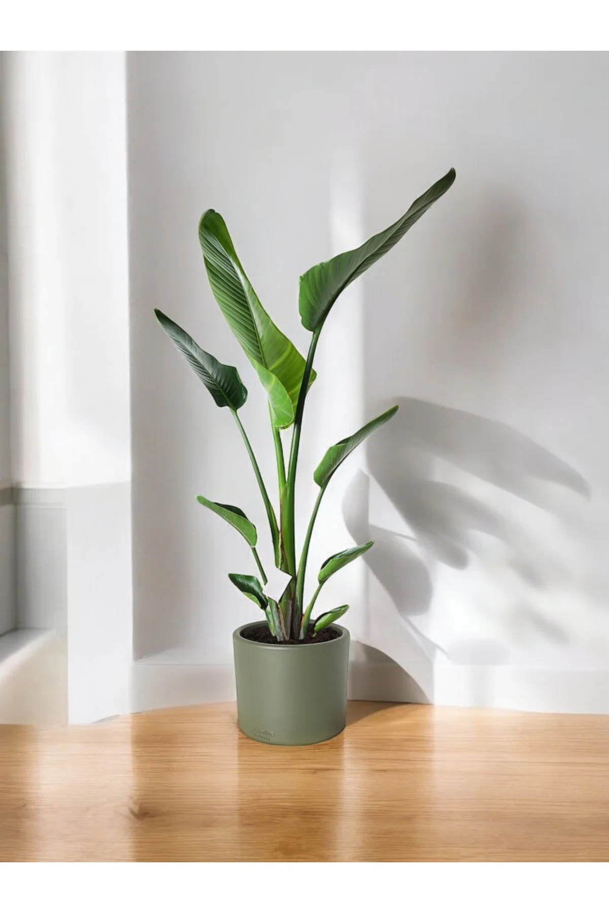 Şık Saksıda Strelitzia (Starliçe Cennet Kuşu Çiçeği) 130-150cm