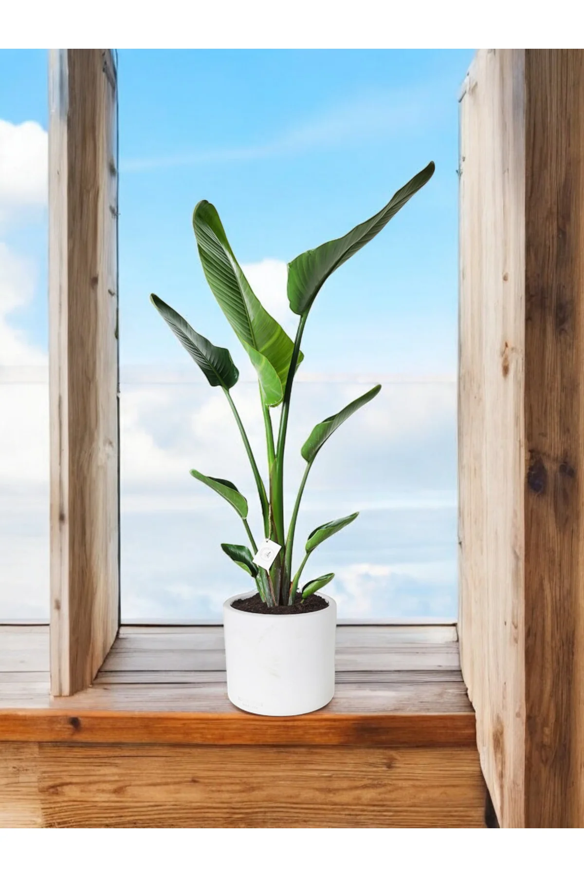 Şık Saksıda Strelitzia (Starliçe Cennet Kuşu Çiçeği) 130-150cm no
