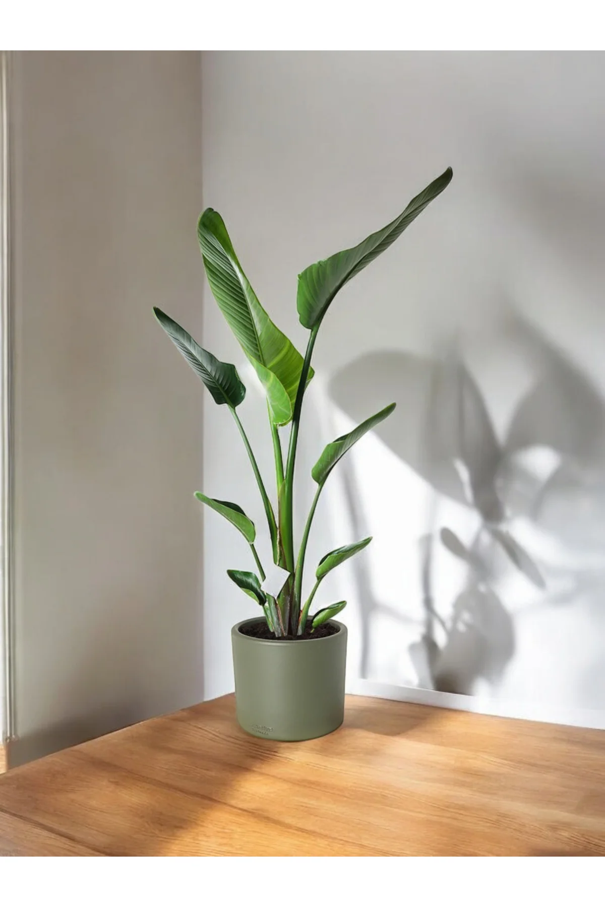 Şık Saksıda Strelitzia (Starliçe Cennet Kuşu Çiçeği) 130-150cm