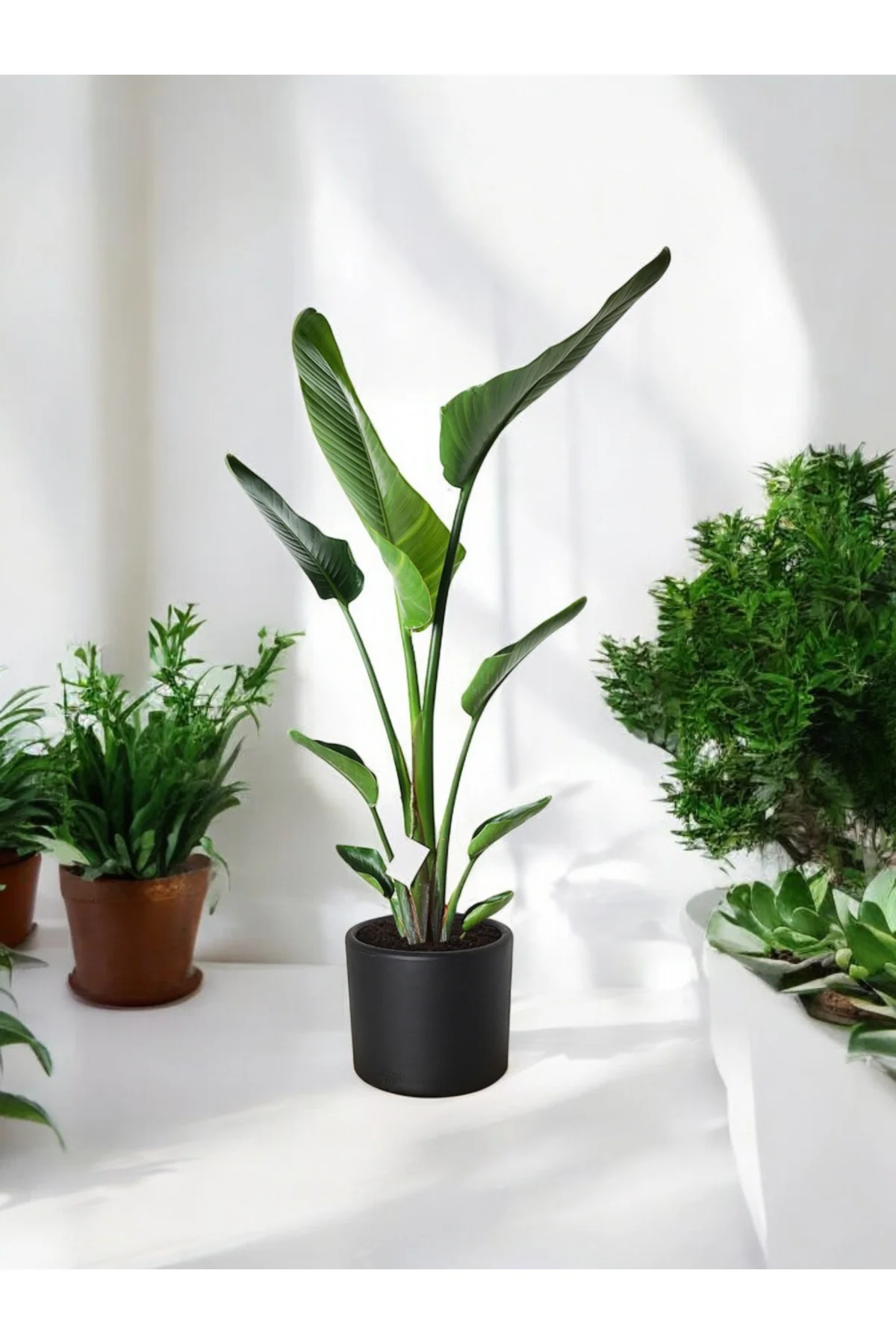 Şık Saksıda Strelitzia (Starliçe Cennet Kuşu Çiçeği) 130-150cm no