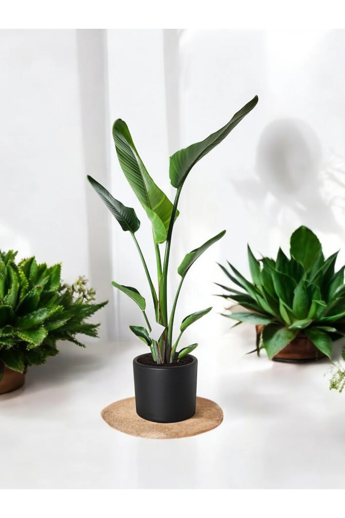 Şık Saksıda Strelitzia (Starliçe Cennet Kuşu Çiçeği) 130-150cm no