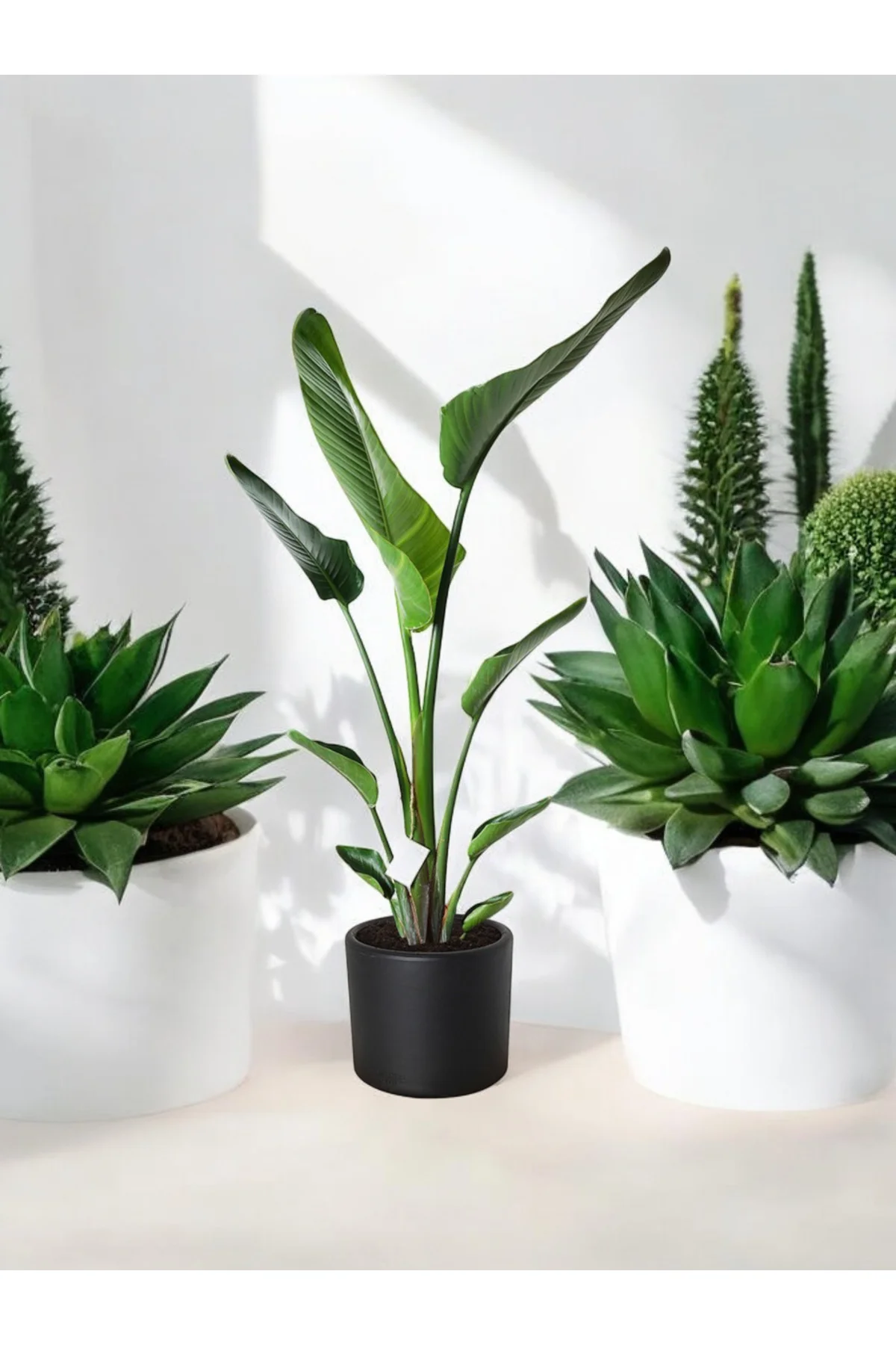 Şık Saksıda Strelitzia (Starliçe Cennet Kuşu Çiçeği) 130-150cm no