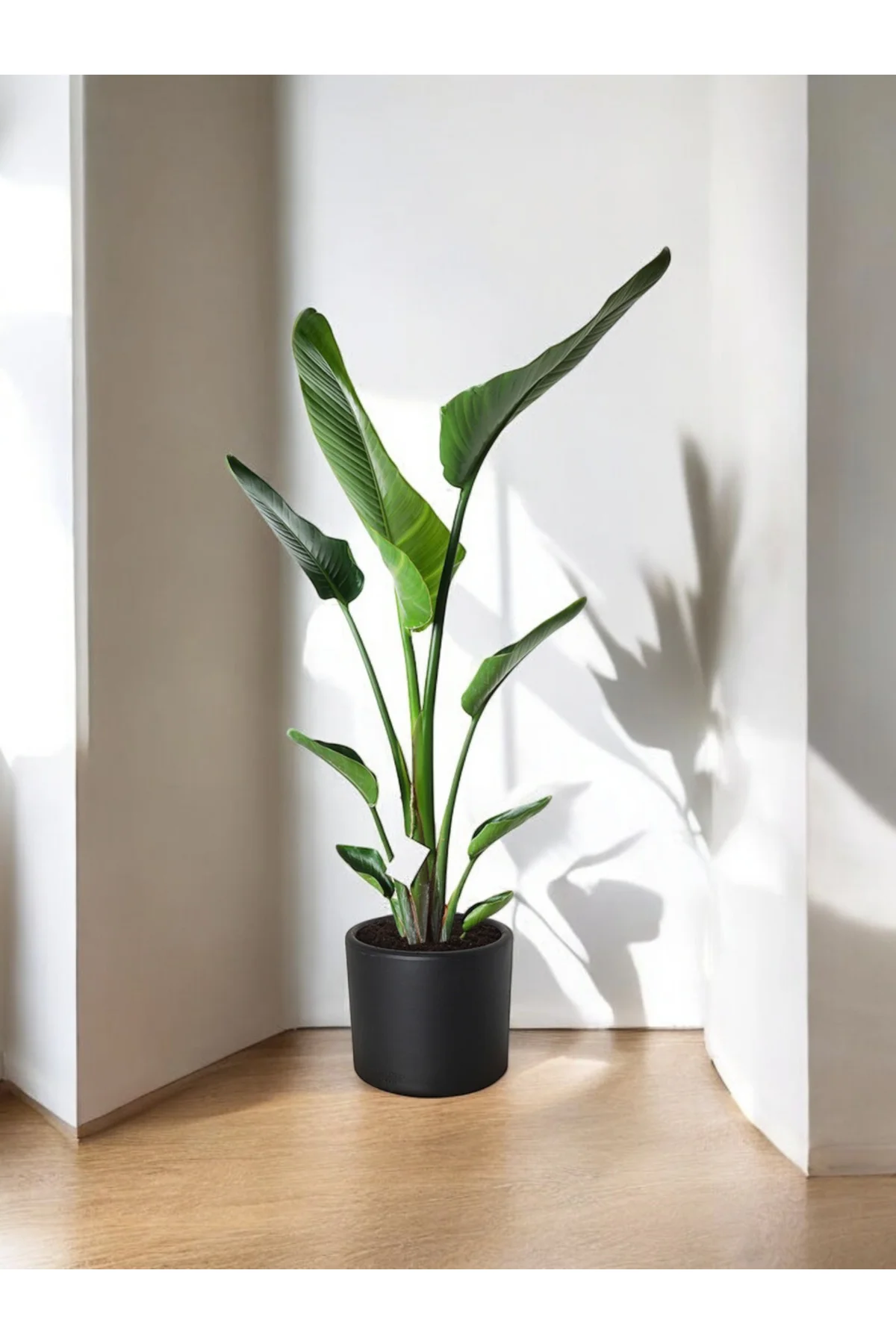Şık Saksıda Strelitzia (Starliçe Cennet Kuşu Çiçeği) 130-150cm no