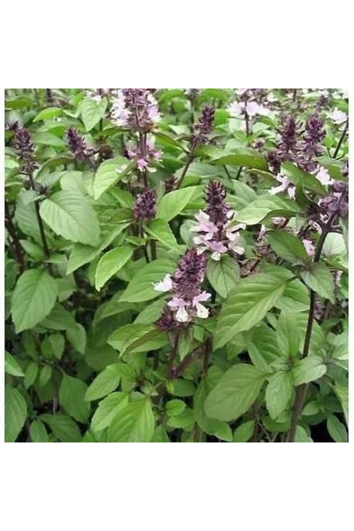 Tarımsal Ve Hayvansal Ürünler Sivrisinek Kovucu Bitki Tohumu